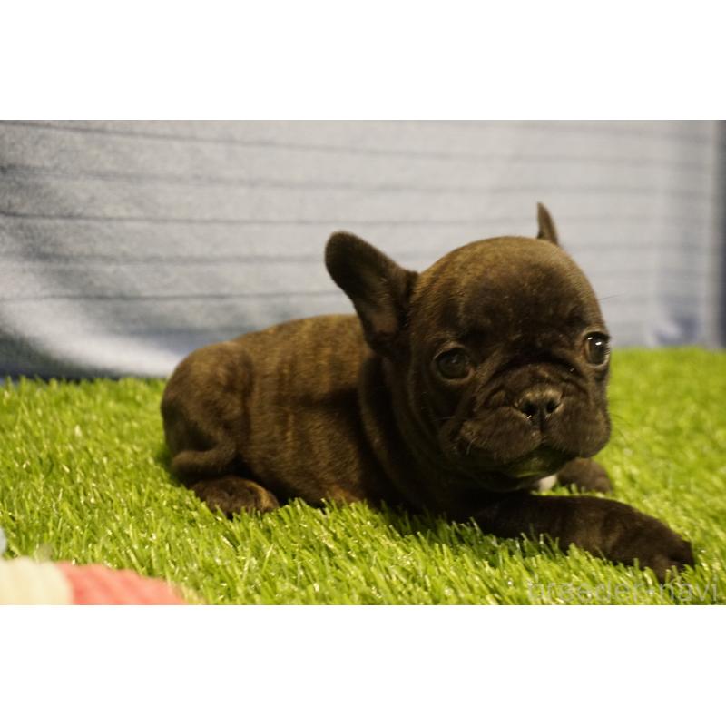 販売中の鹿児島県のフレンチブルドッグ-438836の2枚目