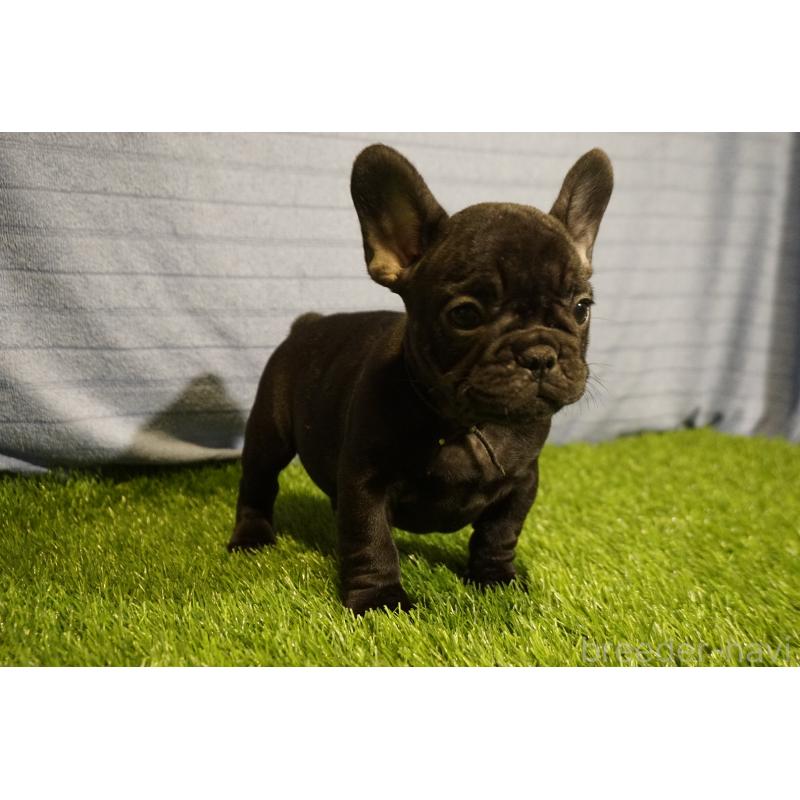 販売中の鹿児島県のフレンチブルドッグ-438837の4枚目