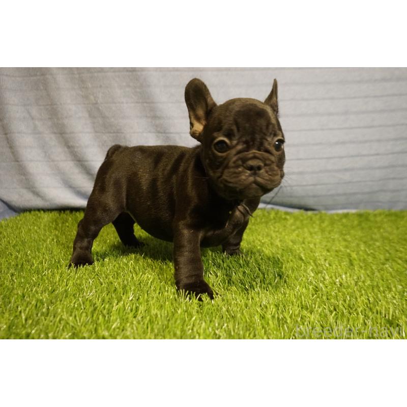 販売中の鹿児島県のフレンチブルドッグ-438837の3枚目