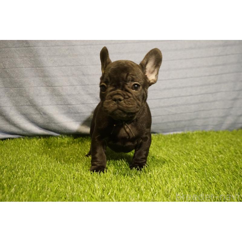 販売中の鹿児島県のフレンチブルドッグ-438837の2枚目
