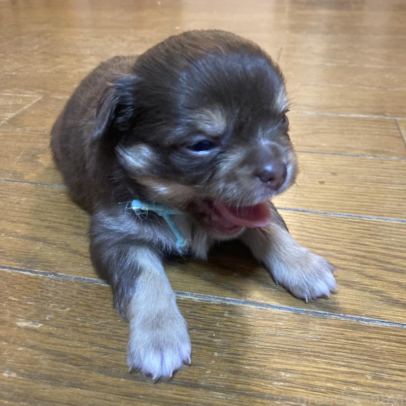 販売中の福岡県のチワワ(ロングコート)-439052の4枚目