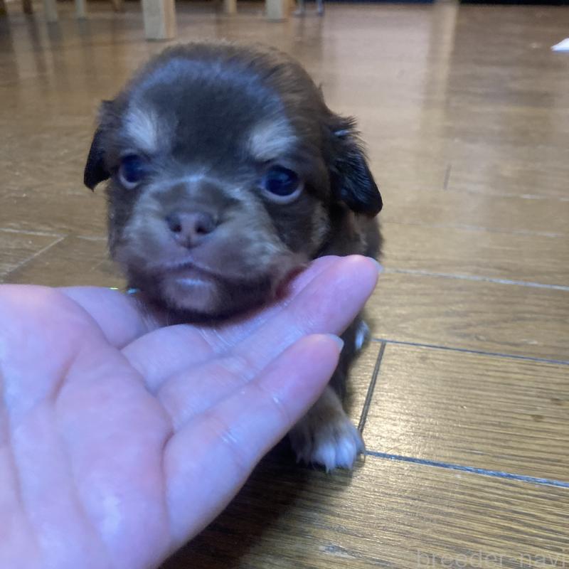 販売中の福岡県のチワワ(ロングコート)-439052の3枚目