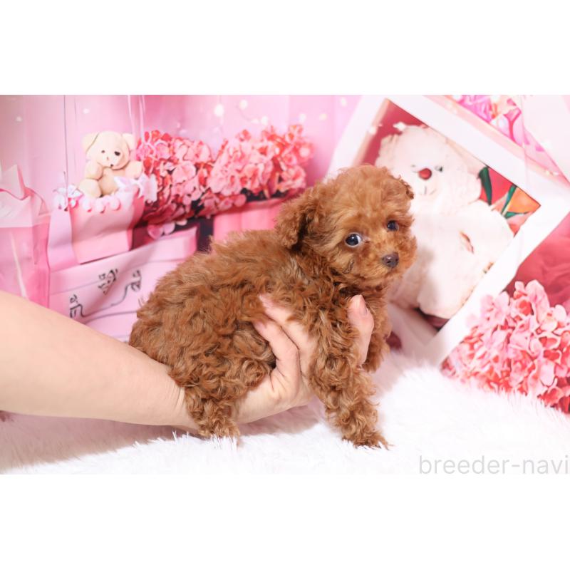 販売中の大阪府のティーカッププードル-439054の2枚目