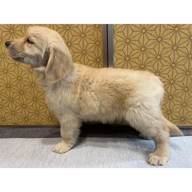 成約済の静岡県のゴールデンレトリーバー-426625の3枚目