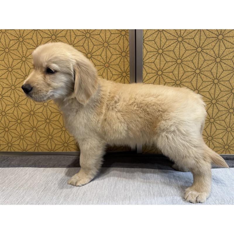 成約済の静岡県のゴールデンレトリーバー-426625の2枚目