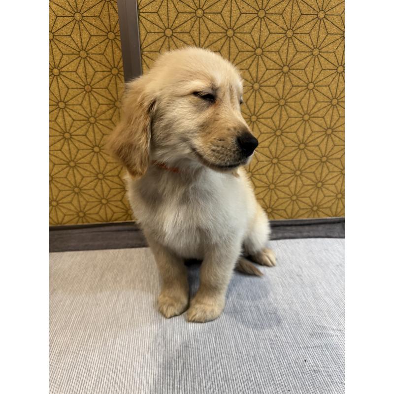 成約済の静岡県のゴールデンレトリーバー-426620の4枚目