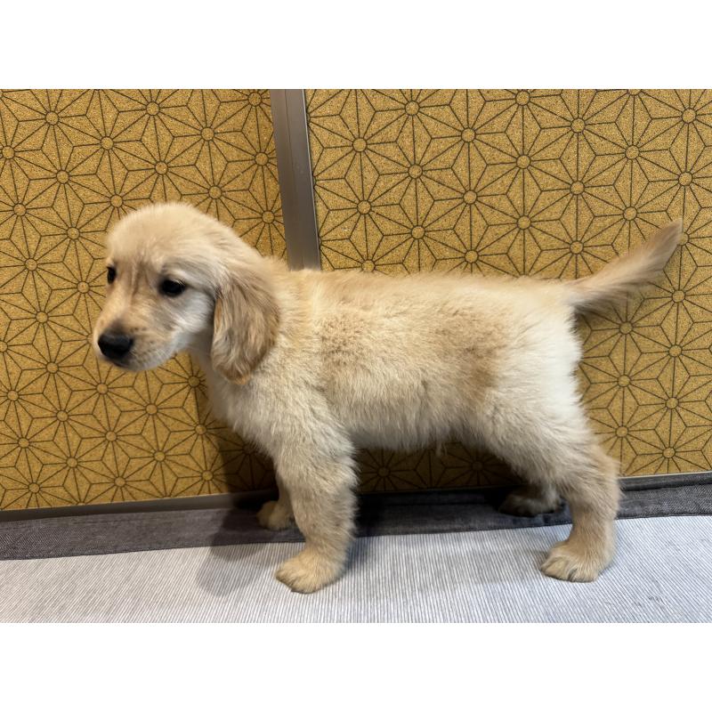 成約済の静岡県のゴールデンレトリーバー-426620の3枚目