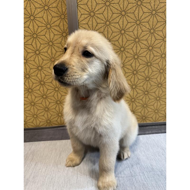 成約済の静岡県のゴールデンレトリーバー-426620の2枚目