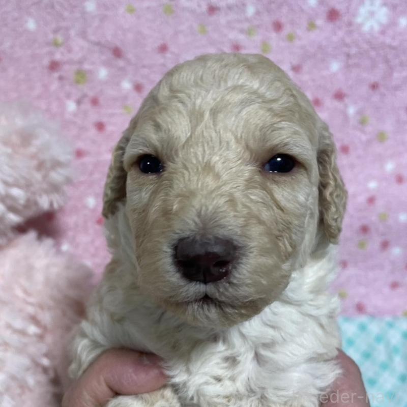 販売中の奈良県のスタンダードプードル-439056の1枚目