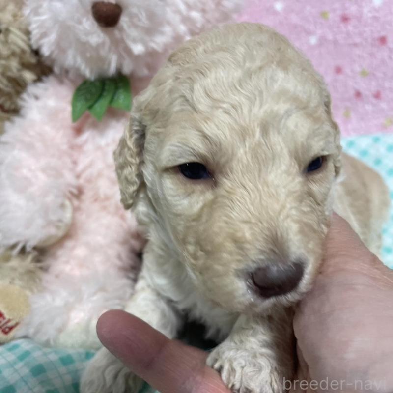 販売中の奈良県のスタンダードプードル-439056の5枚目