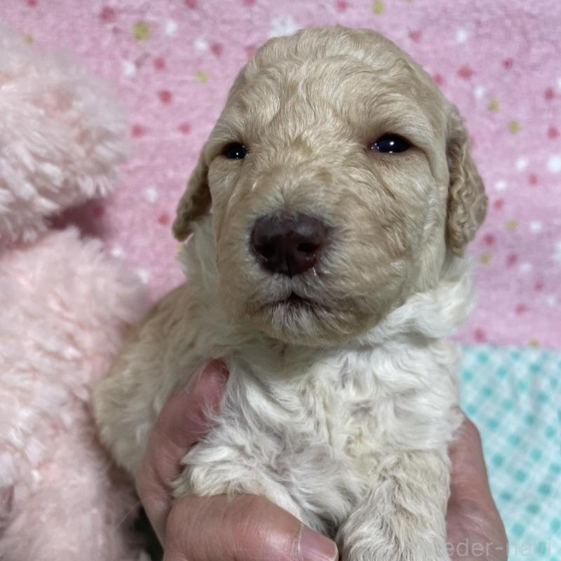 販売中の奈良県のスタンダードプードル-439056の4枚目