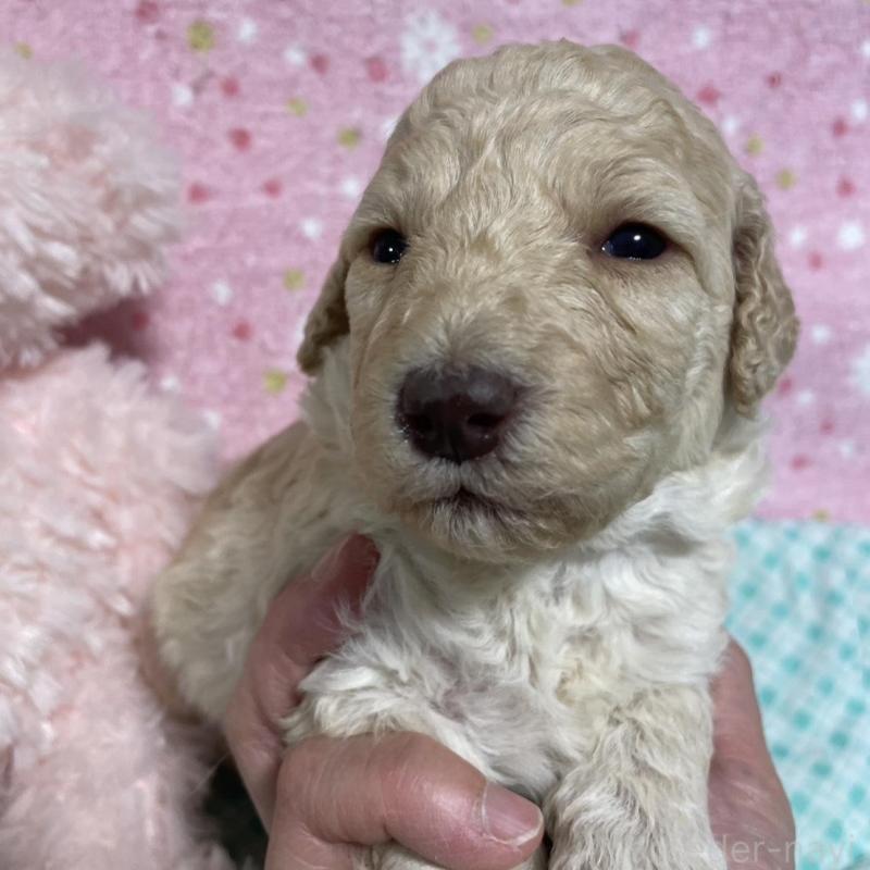 販売中の奈良県のスタンダードプードル-439056の3枚目