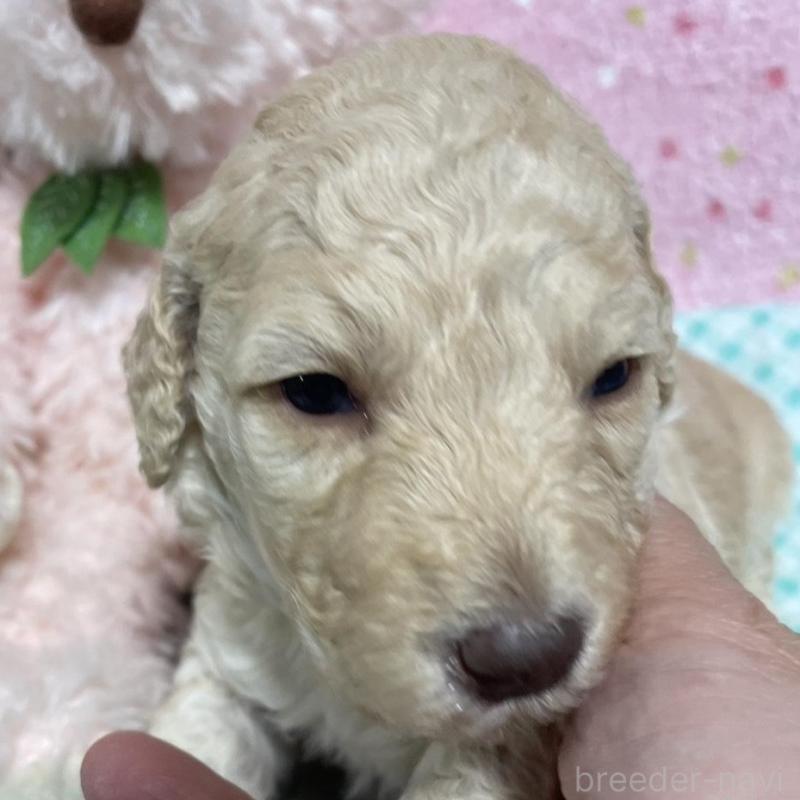 販売中の奈良県のスタンダードプードル-439056の2枚目