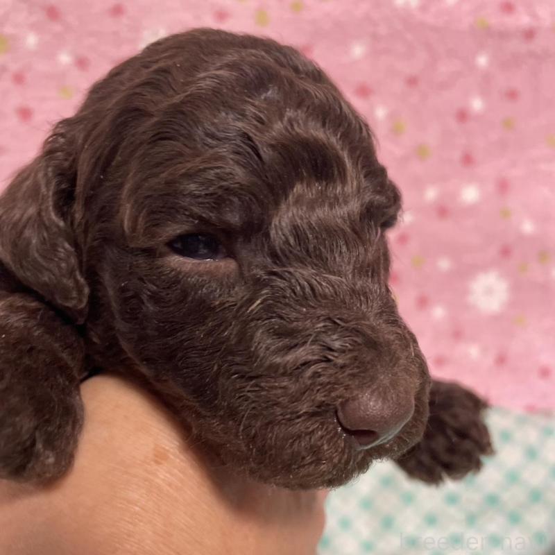 販売中の奈良県のスタンダードプードル-439058