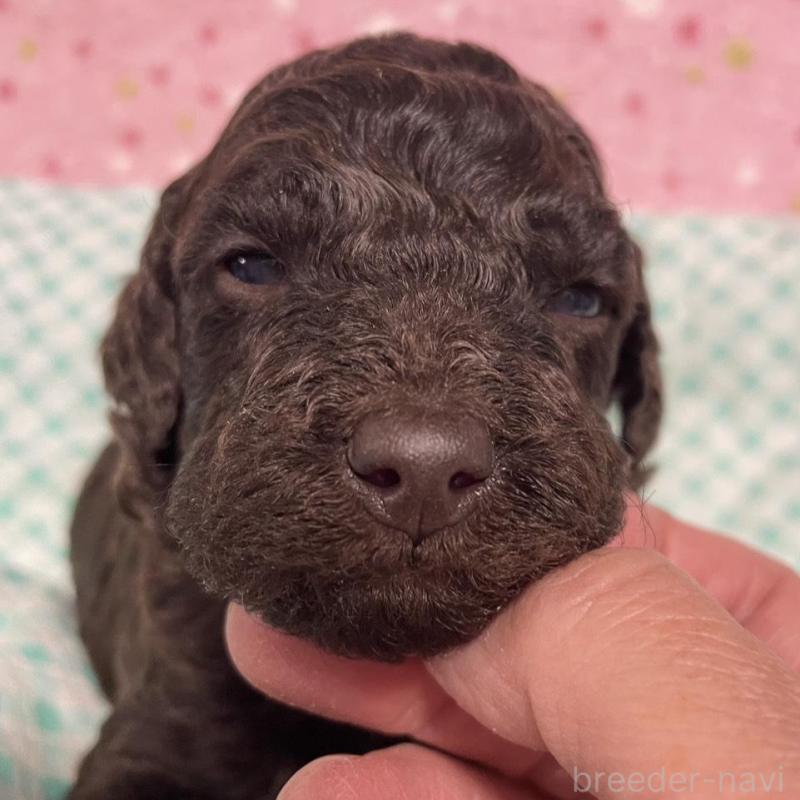 販売中の奈良県のスタンダードプードル-439058の5枚目