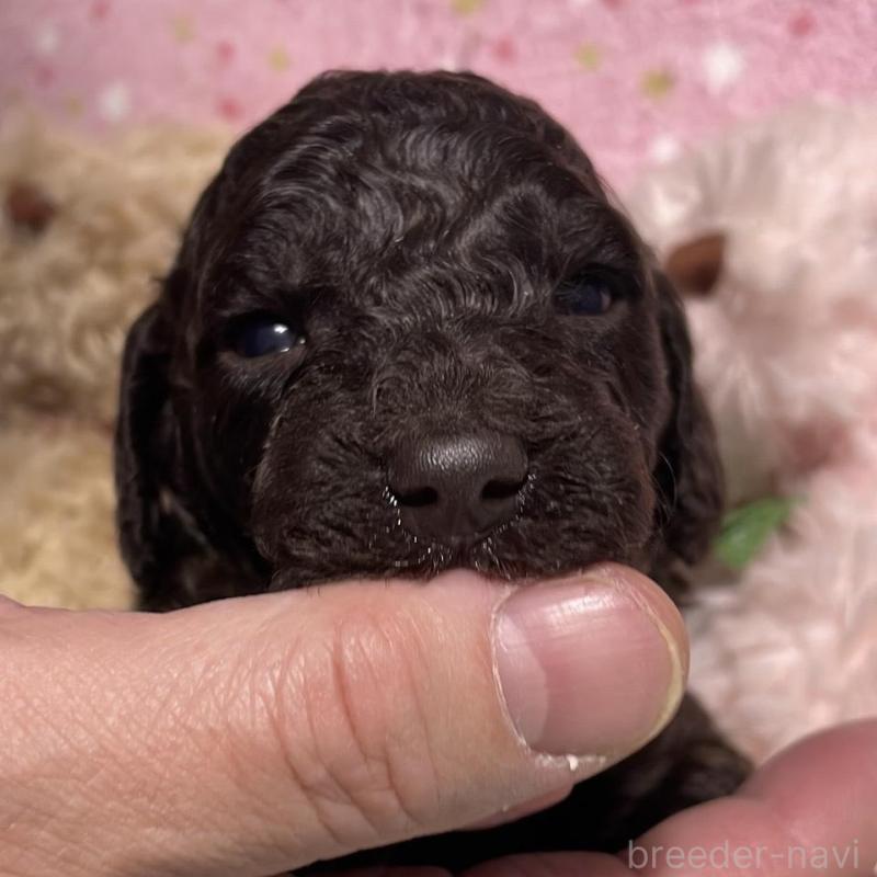 販売中の奈良県のスタンダードプードル-439058の4枚目