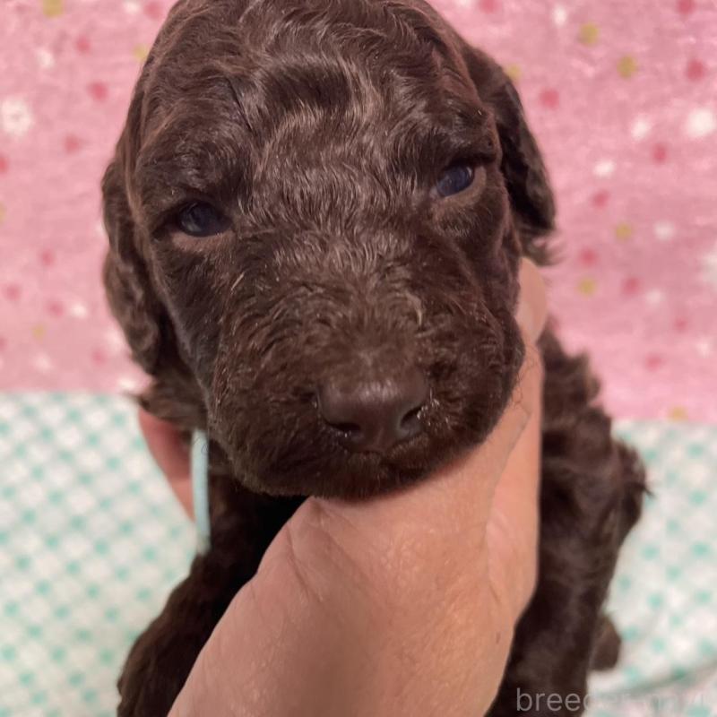 販売中の奈良県のスタンダードプードル-439058の3枚目