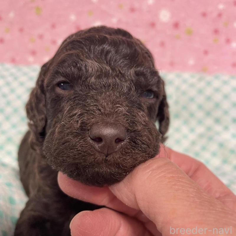 販売中の奈良県のスタンダードプードル-439058の2枚目