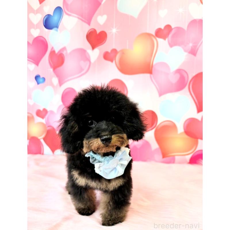 成約済の福岡県のタイニープードル-429964の2枚目