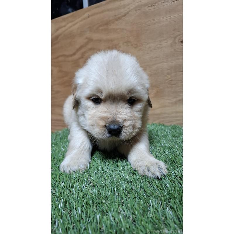 販売中の三重県のゴールデンレトリーバー-439057の3枚目