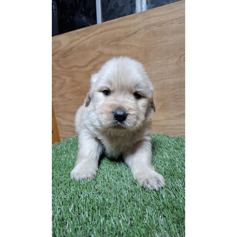 販売中の三重県のゴールデンレトリーバー-439057の2枚目