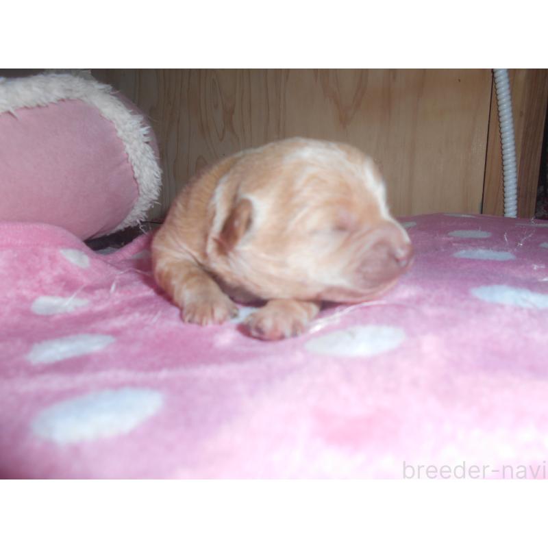 販売中の鹿児島県のミックス犬-439061の3枚目