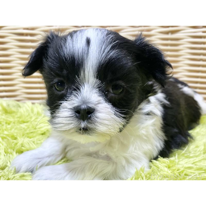 販売中の秋田県のマルシーズー:マルチーズ×シーズー-439060の13枚目