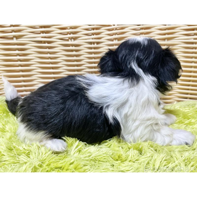 販売中の秋田県のマルシーズー:マルチーズ×シーズー-439060の11枚目