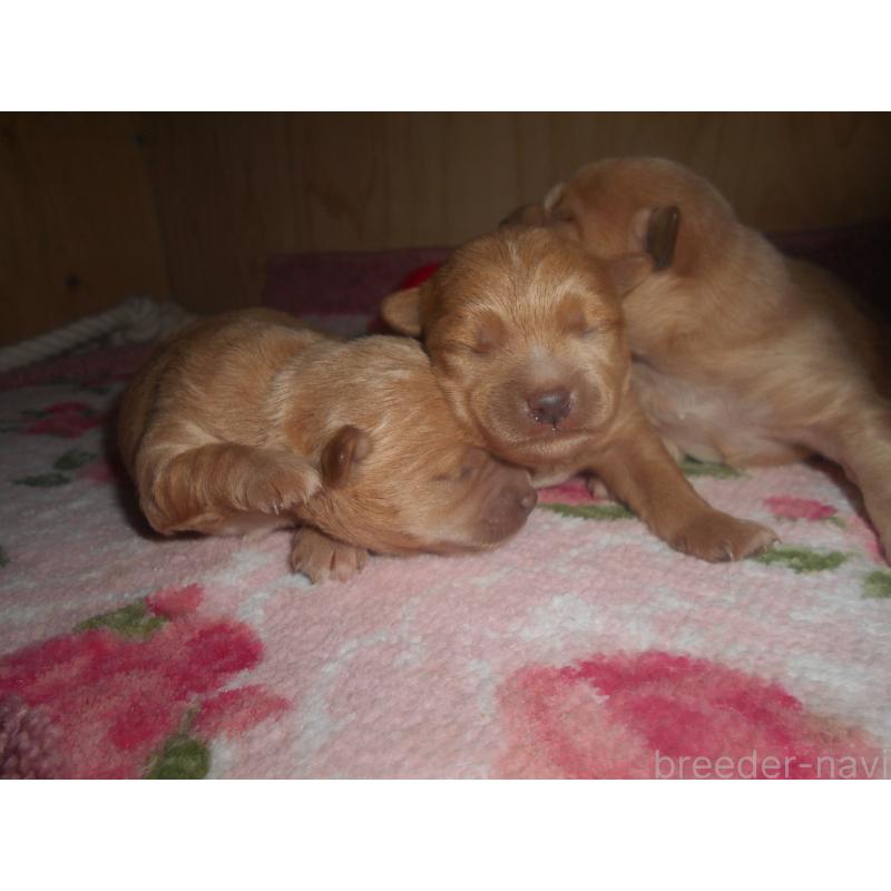 販売中の鹿児島県のミックス犬-439061の2枚目