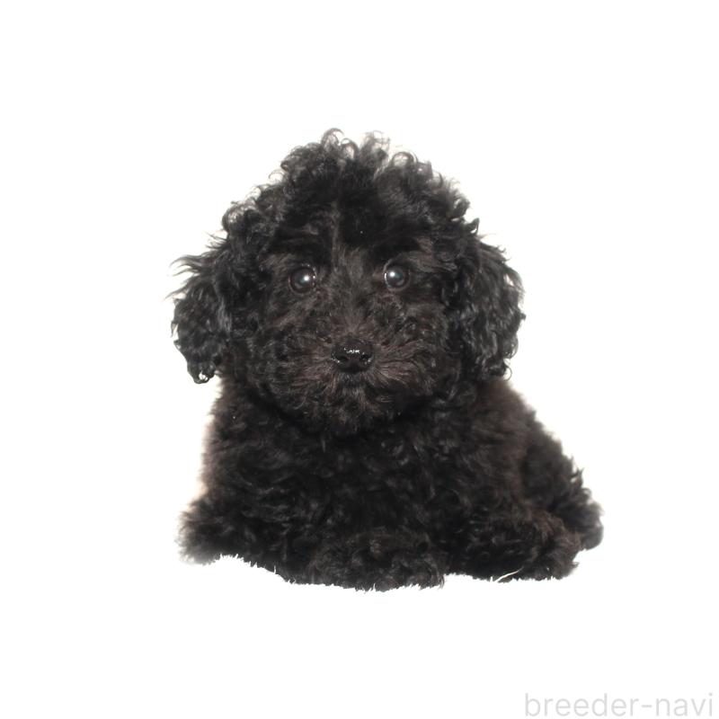 販売中の熊本県のタイニープードル-439062の1枚目