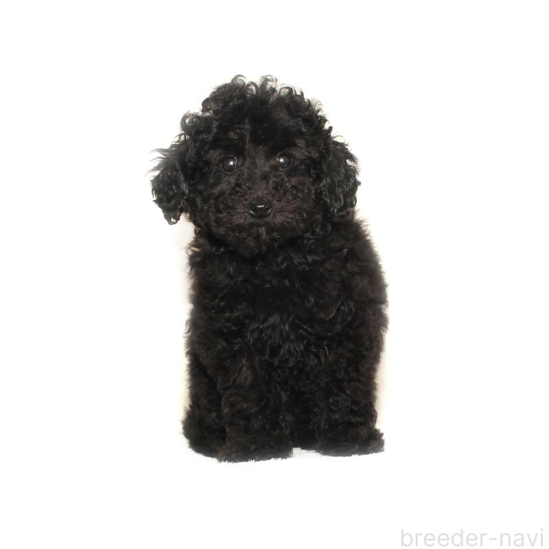 販売中の熊本県のタイニープードル-439062の2枚目