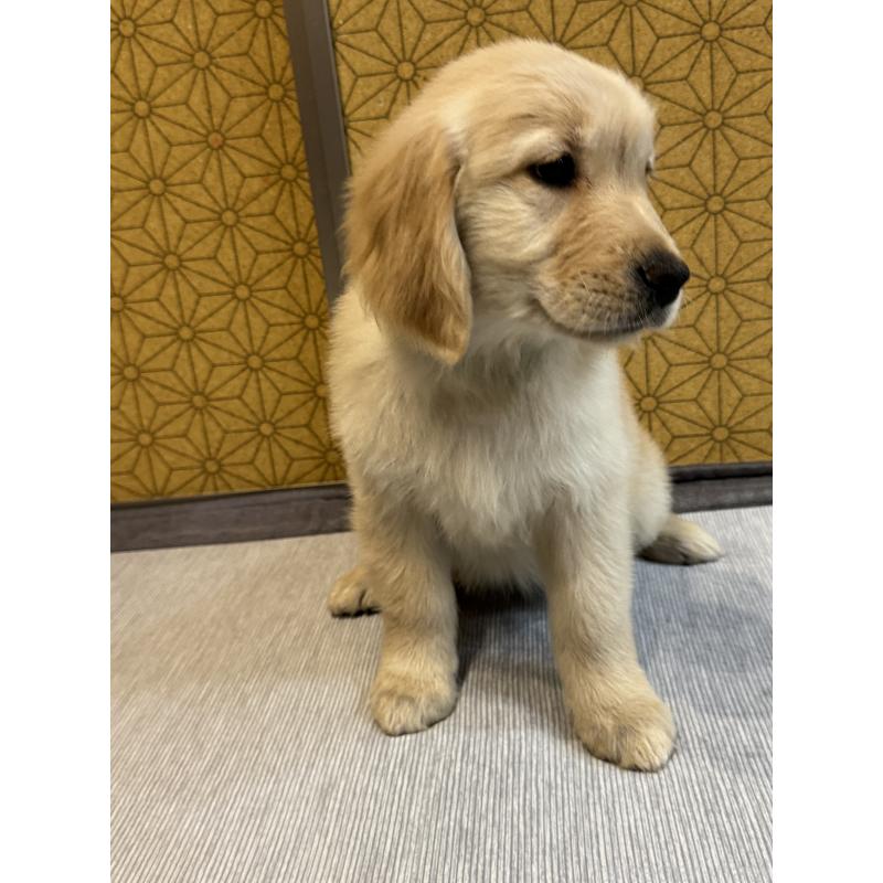 成約済の静岡県のゴールデンレトリーバー-426628の4枚目