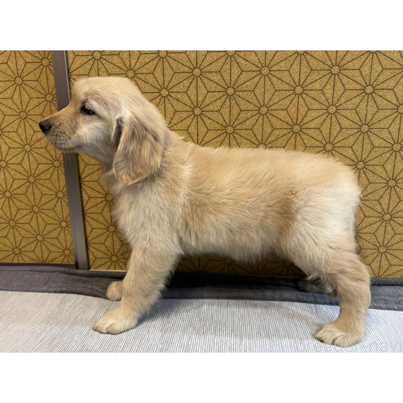 成約済の静岡県のゴールデンレトリーバー-426628の3枚目