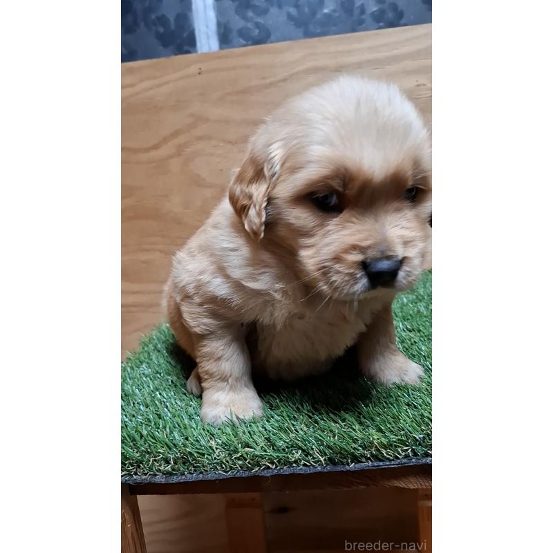 販売中の三重県のゴールデンレトリーバー-439063の2枚目