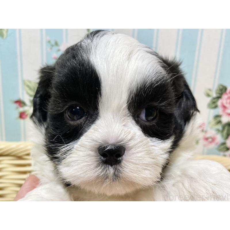 販売中の秋田県のマルシーズー:マルチーズ×シーズー-439064の9枚目