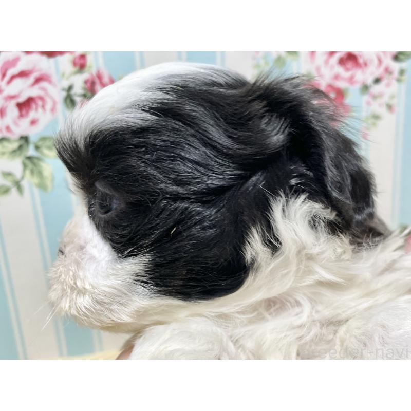 販売中の秋田県のマルシーズー:マルチーズ×シーズー-439064の8枚目