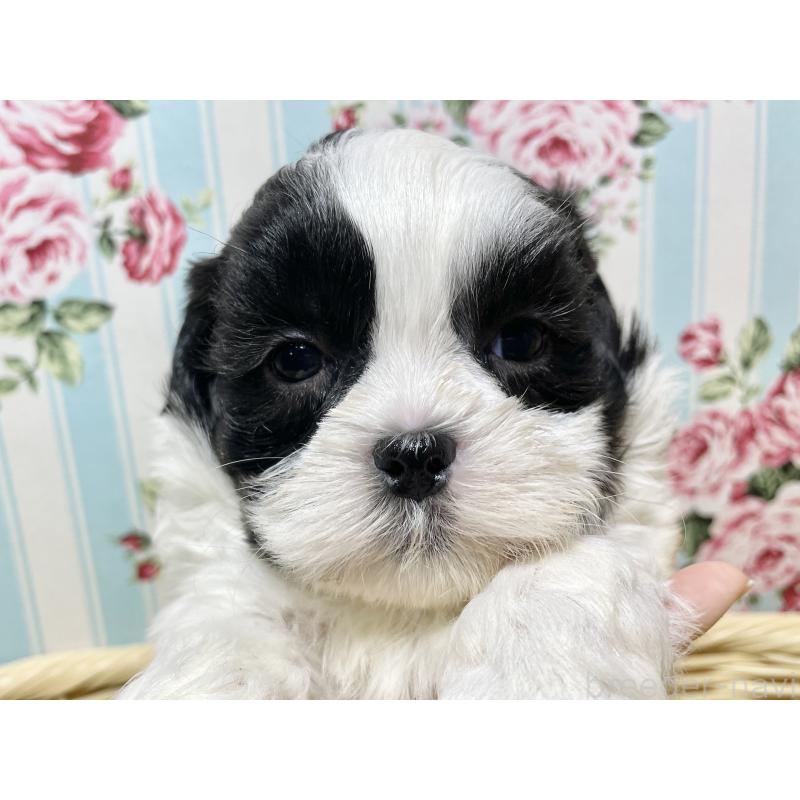 販売中の秋田県のマルシーズー:マルチーズ×シーズー-439064の7枚目