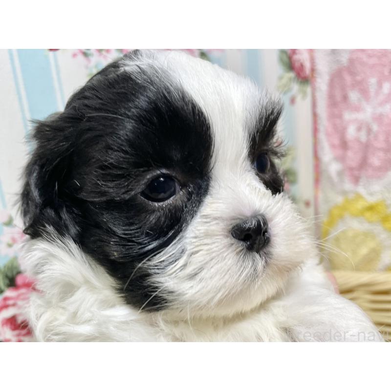 販売中の秋田県のマルシーズー:マルチーズ×シーズー-439064の6枚目