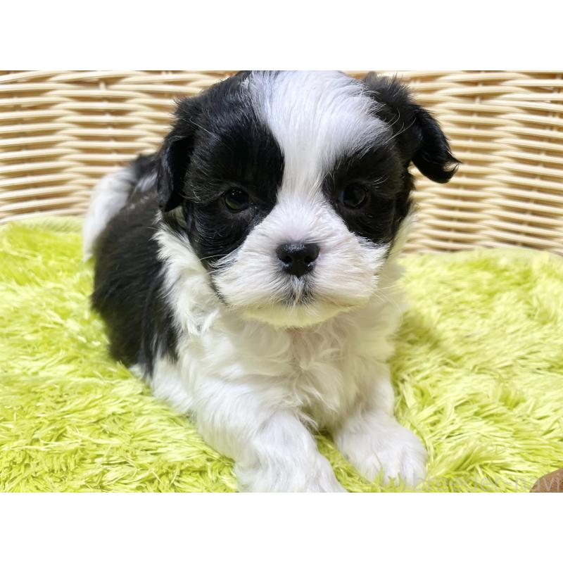 販売中の秋田県のマルシーズー:マルチーズ×シーズー-439064の3枚目