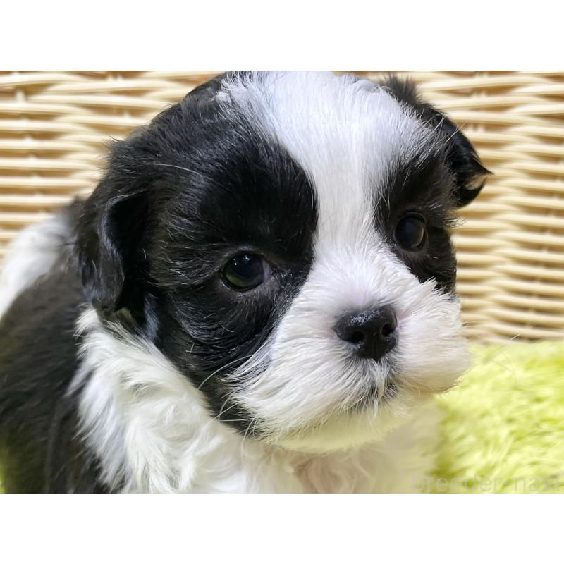 販売中の秋田県のマルシーズー:マルチーズ×シーズー-439064