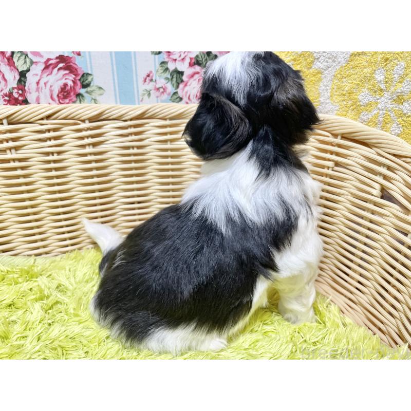 販売中の秋田県のマルシーズー:マルチーズ×シーズー-439064の2枚目