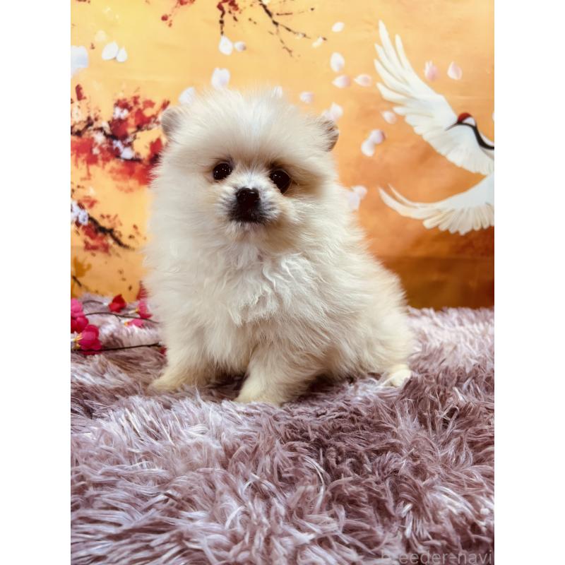 販売中の茨城県のポメラニアン-439069の3枚目