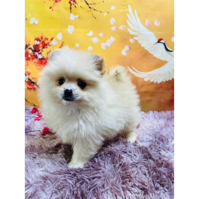 販売中の茨城県のポメラニアン-439069の2枚目