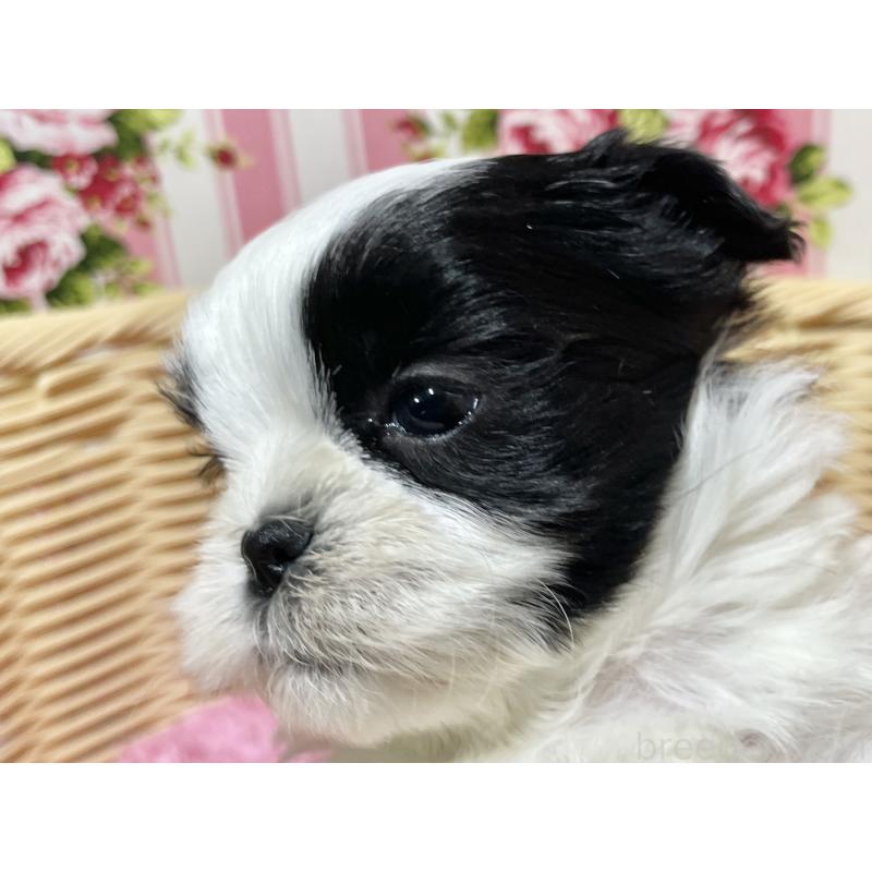 販売中の秋田県のマルシーズー:マルチーズ×シーズー-439066の9枚目