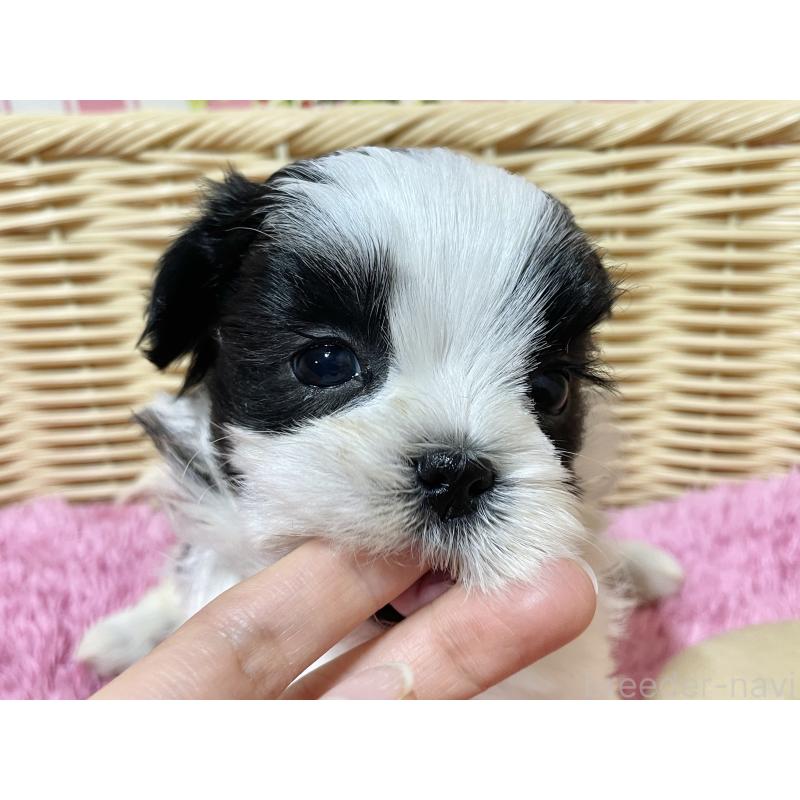 販売中の秋田県のマルシーズー:マルチーズ×シーズー-439066の7枚目
