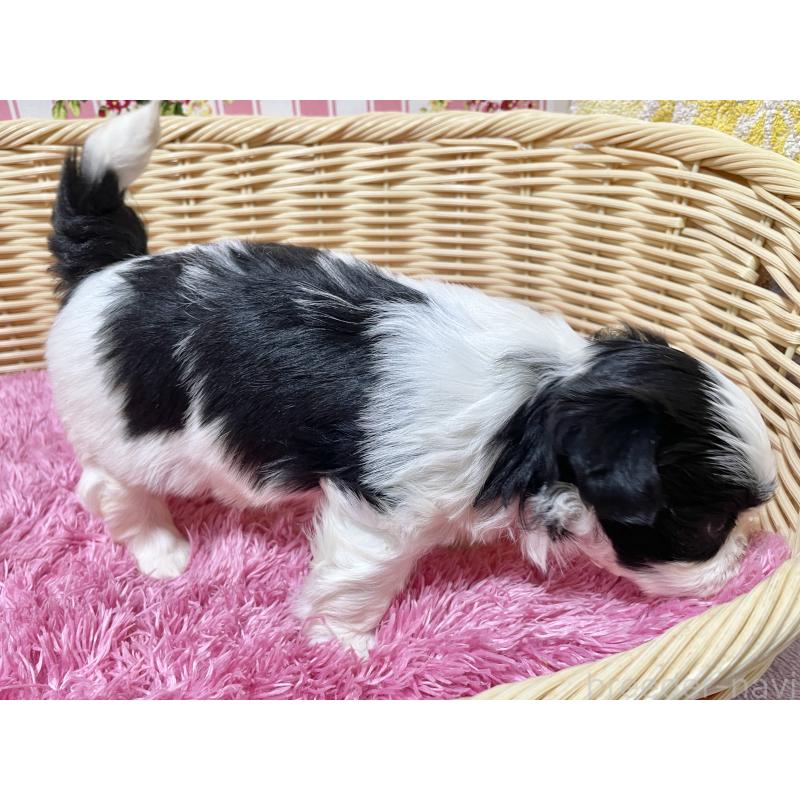 販売中の秋田県のマルシーズー:マルチーズ×シーズー-439066の6枚目