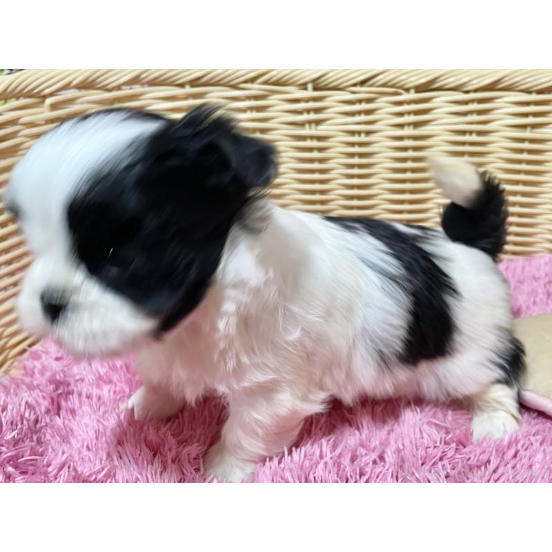 販売中の秋田県のマルシーズー:マルチーズ×シーズー-439066の5枚目