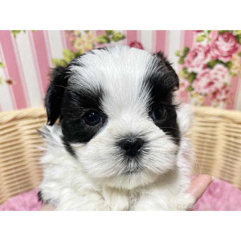 販売中の秋田県のマルシーズー:マルチーズ×シーズー-439066の4枚目