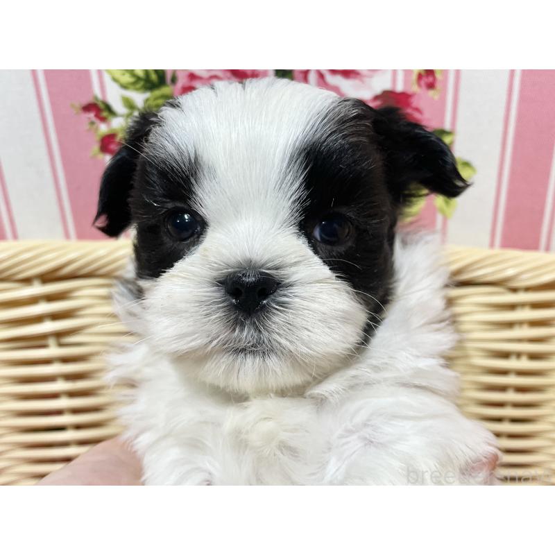 販売中の秋田県のマルシーズー:マルチーズ×シーズー-439066の3枚目