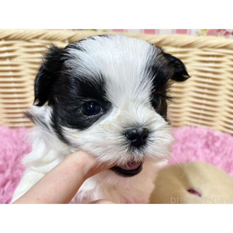 販売中の秋田県のマルシーズー:マルチーズ×シーズー-439066